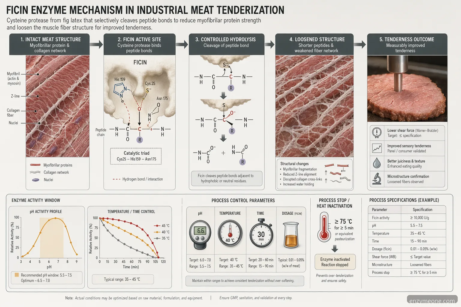 ficin enzyme for industrial meat tenderization mechanism showing protein cleavage under controlled pH and temperature
