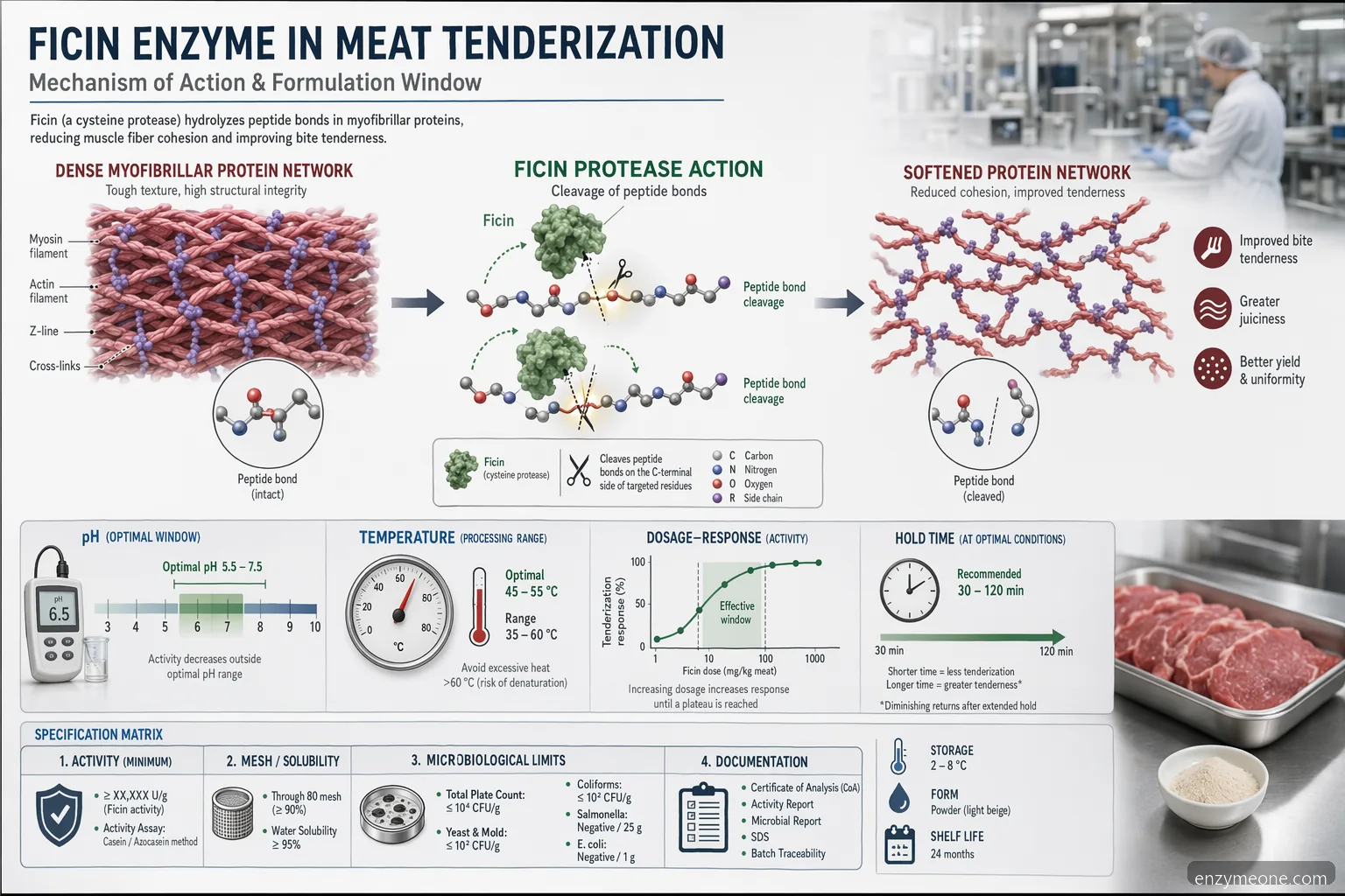 ficin enzyme for meat tenderization mechanism showing protein cleavage, pH-temperature windows, and dose response