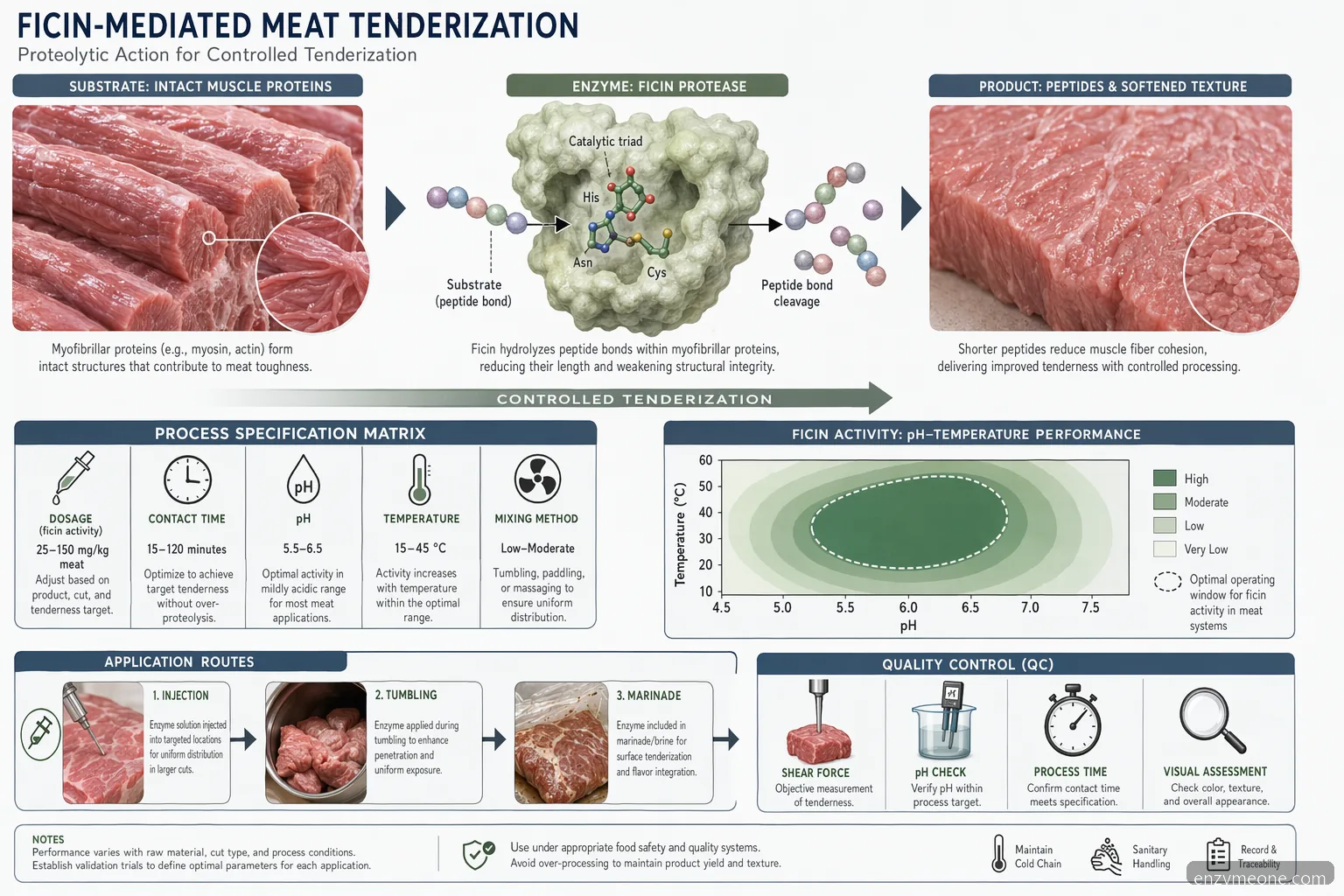 ficin supplier for meat tenderization process diagram with pH, temperature, dosage and protein cleavage flow