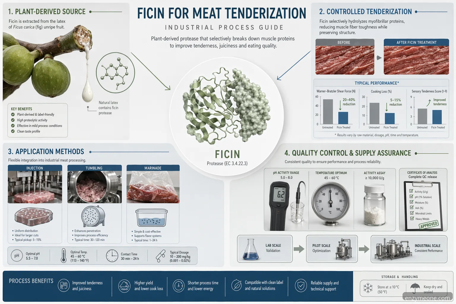 ficin supplier for meat tenderization guide showing ficin source, application methods, process controls and QC checks
