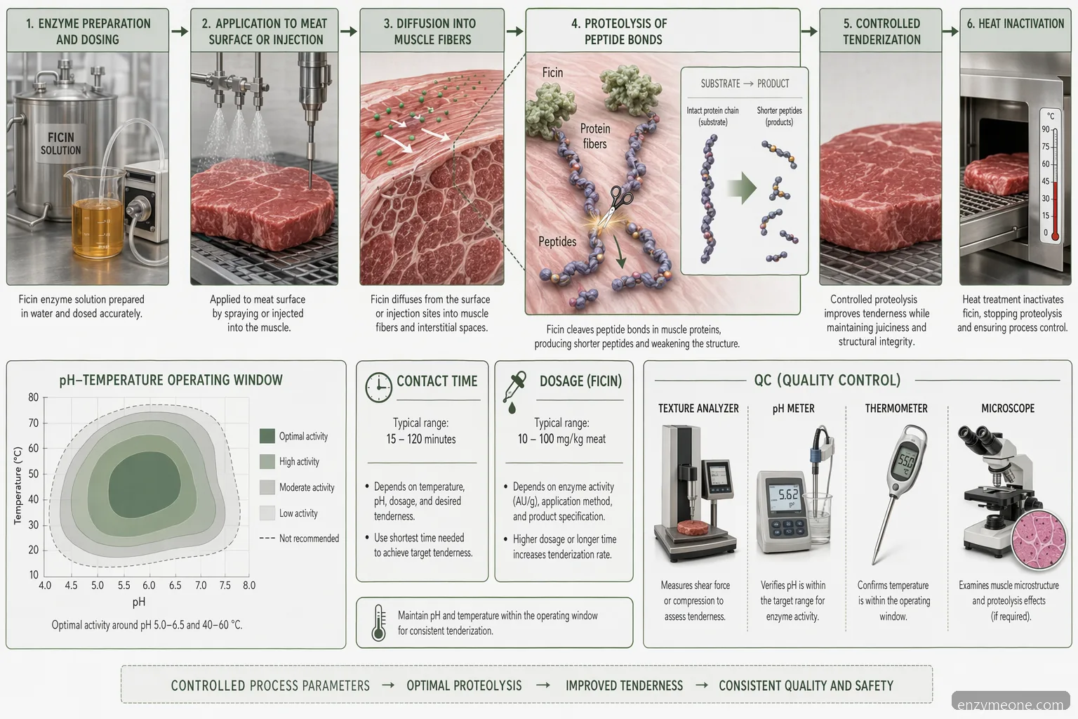 fig enzyme for meat tenderization process showing ficin hydrolysis, pH-temperature window, contact time, and heat stop step