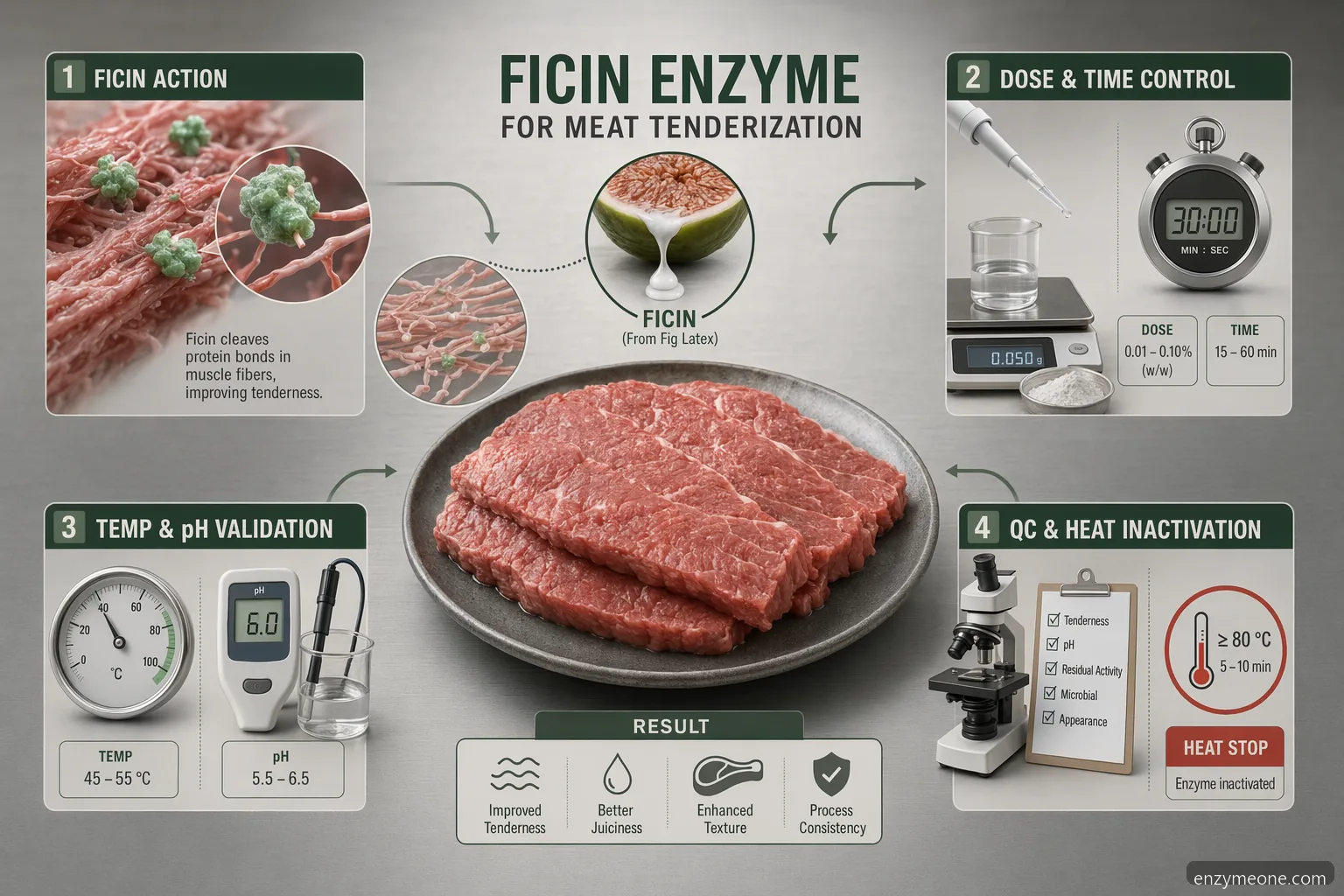 fig enzyme for meat tenderization guide showing ficin dosage, time, temperature, QC checks, and inactivation controls