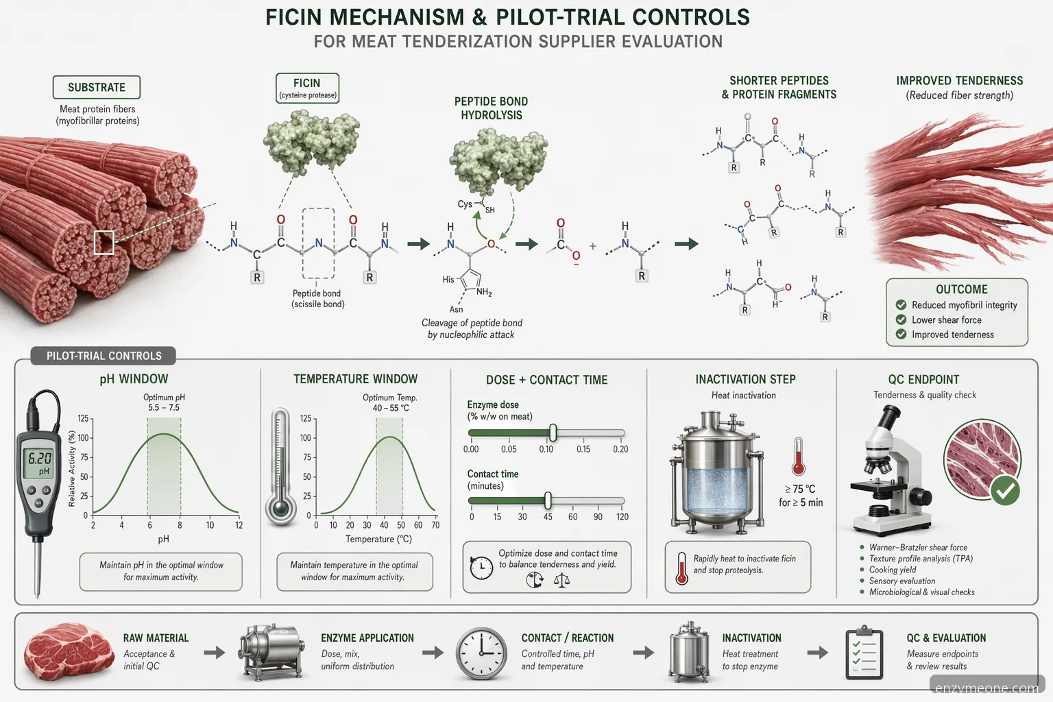 fig enzyme supplier for meat tenderization mechanism showing ficin hydrolysis with pH, temperature, and dose controls