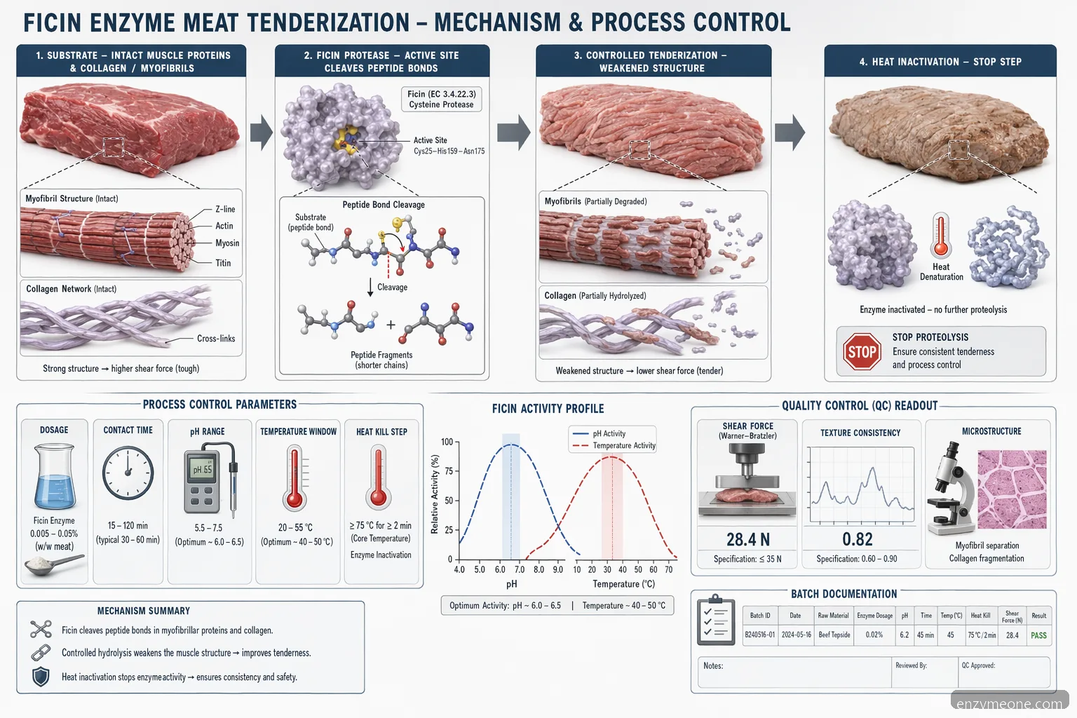 industrial ficin enzyme meat tenderization supplier guide mechanism showing protein cleavage, controls, heat inactivation, and QC