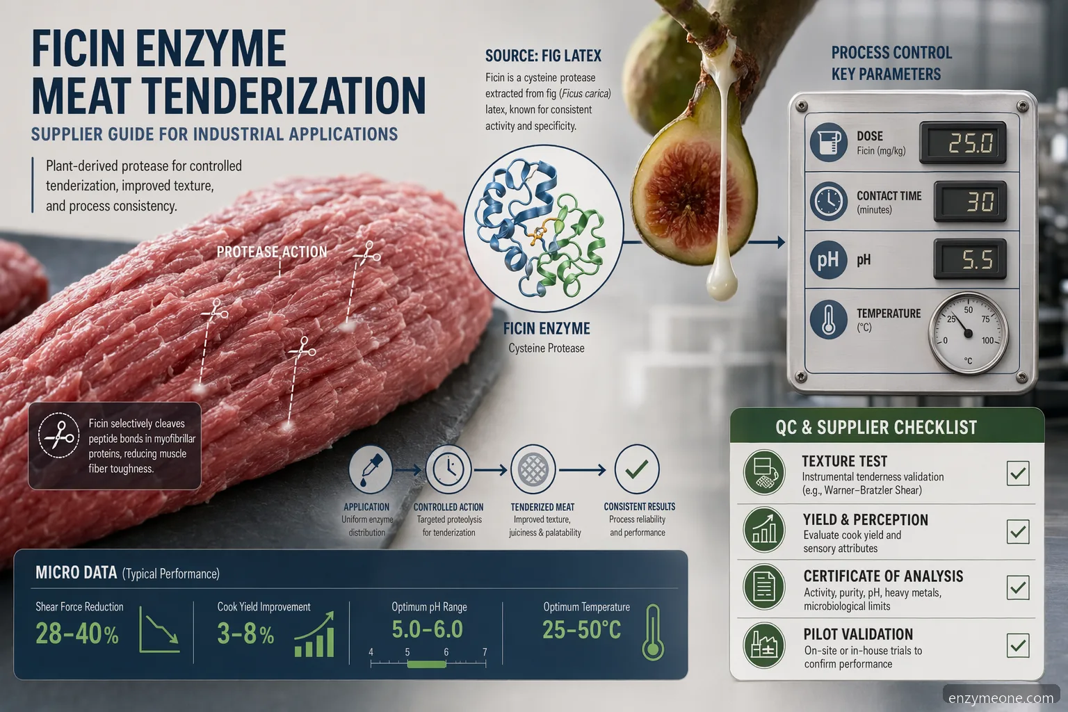 industrial ficin enzyme meat tenderization supplier guide infographic showing dose, pH, heat stop, QC, and documentation