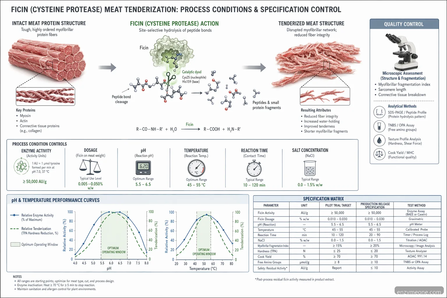 diagrama de processo de Industrial ficin meat tenderization, mostrando quebra de substrato em pH, temperatura, dosagem e checkpoints de QC