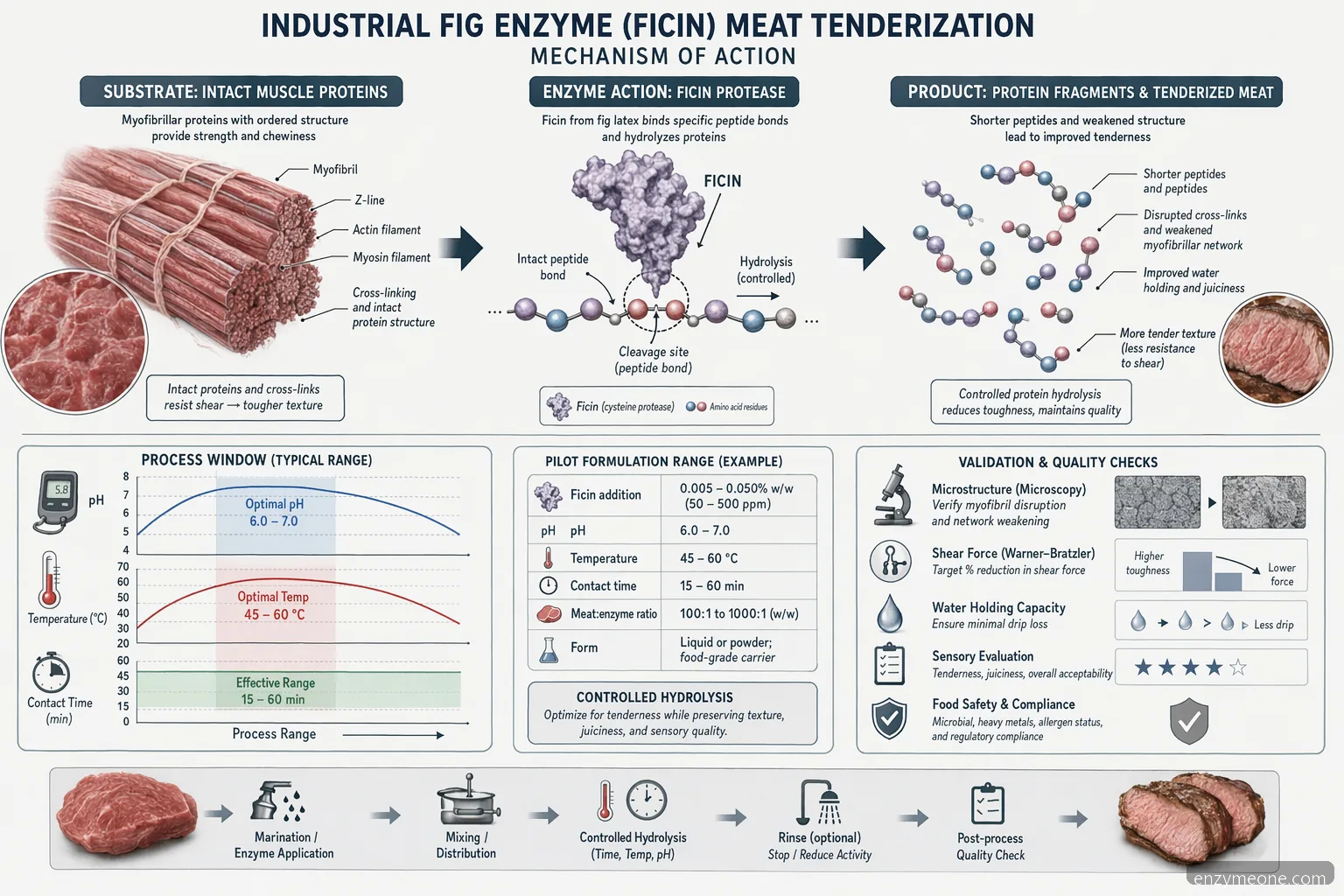 industrial fig enzyme meat tenderization mechanism showing ficin hydrolysis with pH, temperature, and time controls