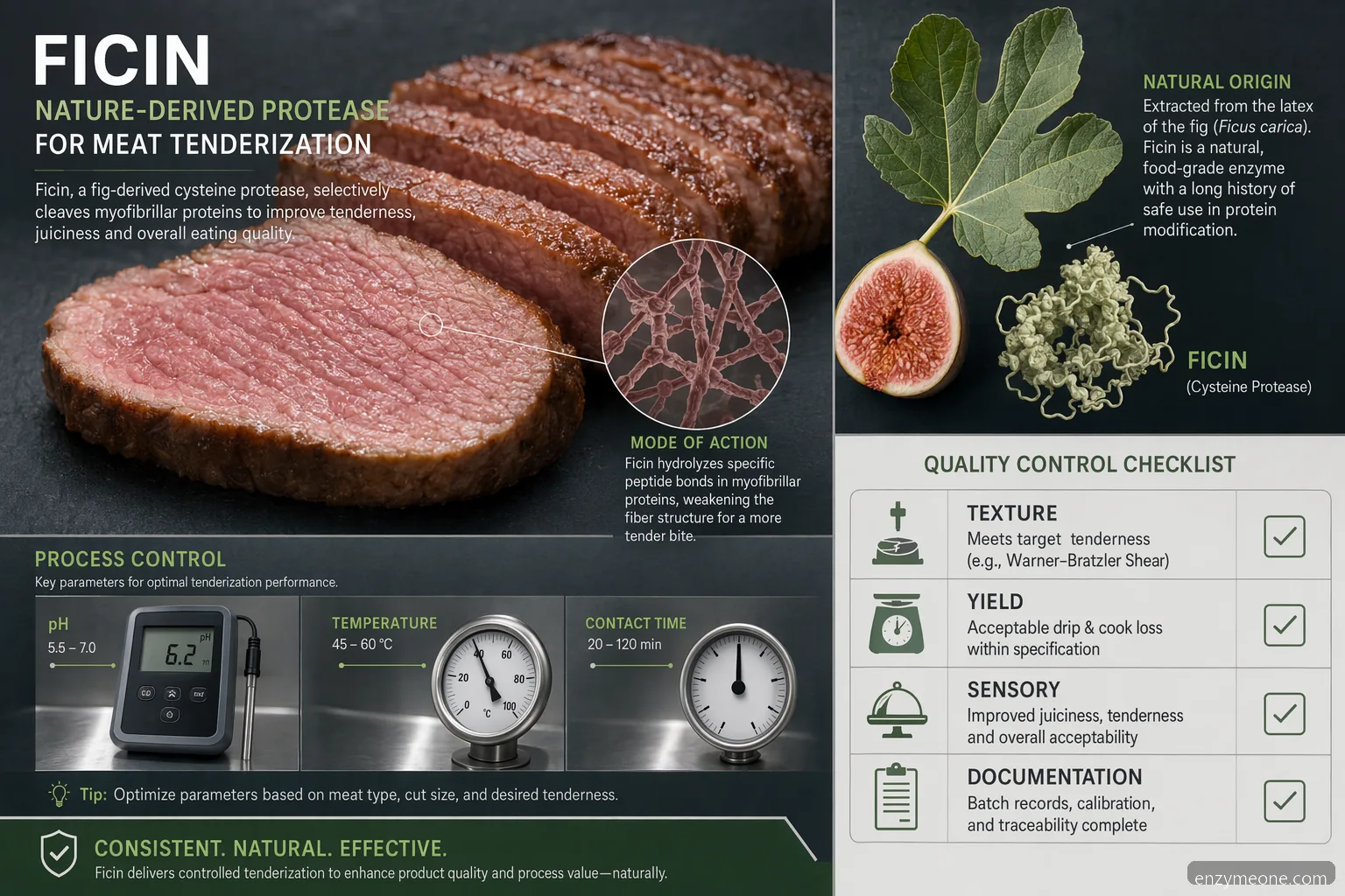 industrial fig enzyme meat tenderization guide with ficin dosage, process controls, QC, and buyer documentation